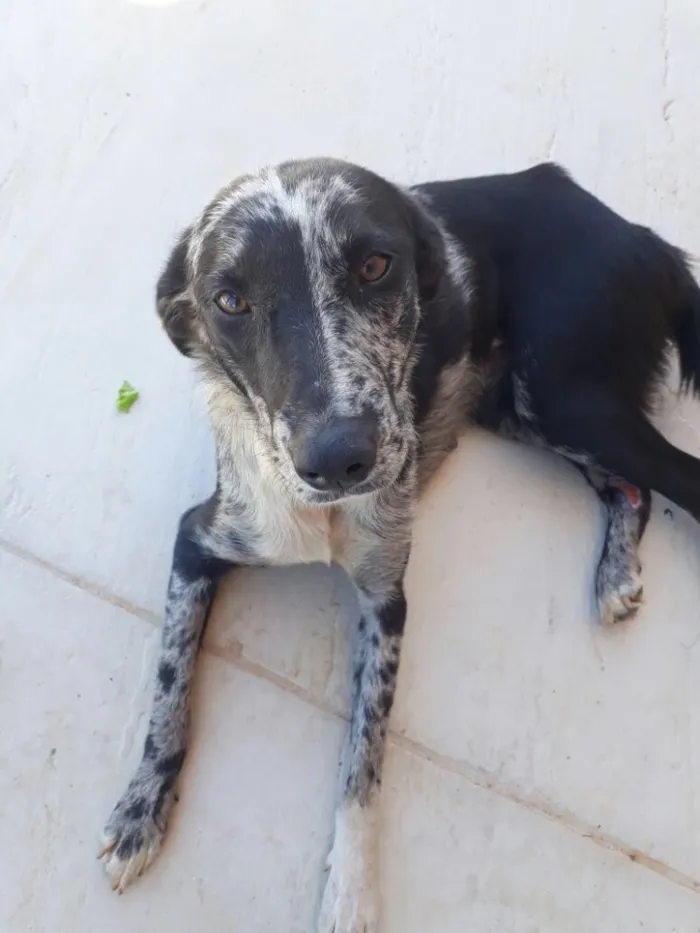 Cachorro ra a SRD idade 3 anos nome Sem nome