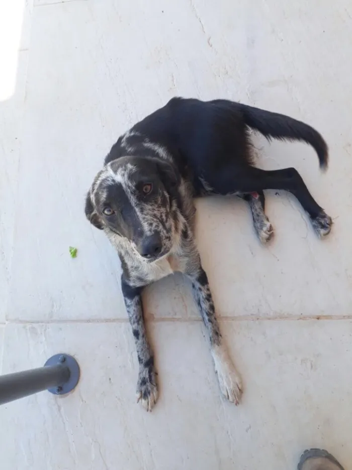 Cachorro ra a SRD idade 3 anos nome Sem nome