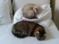 Nina e Gatão