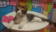 Gatinha