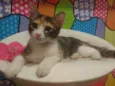 Gatinha