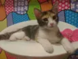 Gatinha
