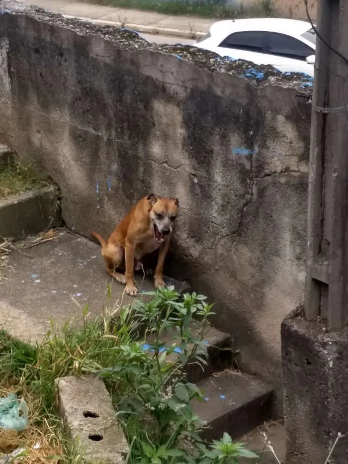 Cachorro ra a vira lata idade 2 a 6 meses nome Não Define 