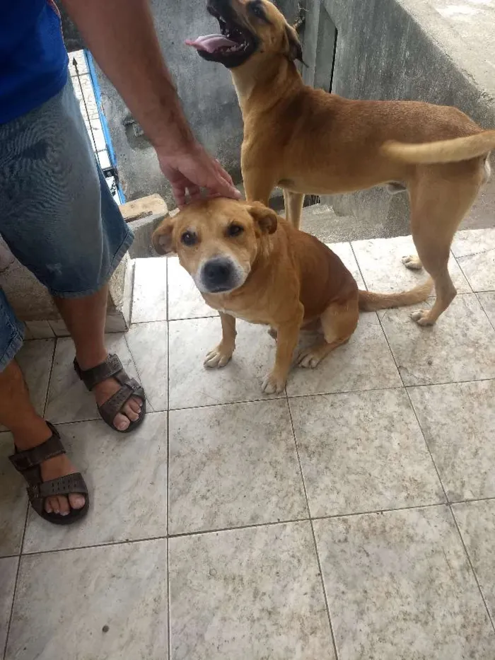Cachorro ra a vira lata idade 2 a 6 meses nome Não Define 