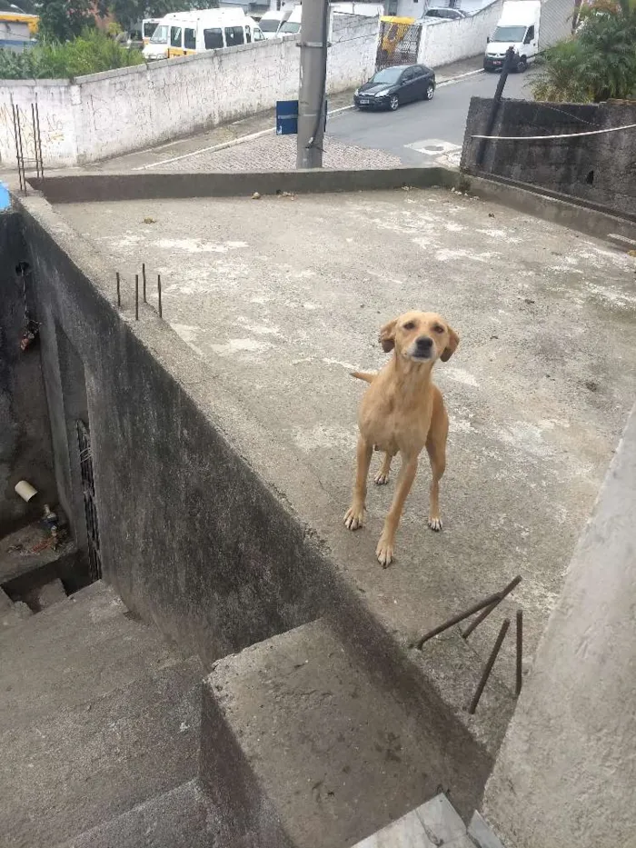 Cachorro ra a vira lata idade 2 a 6 meses nome Não Define 