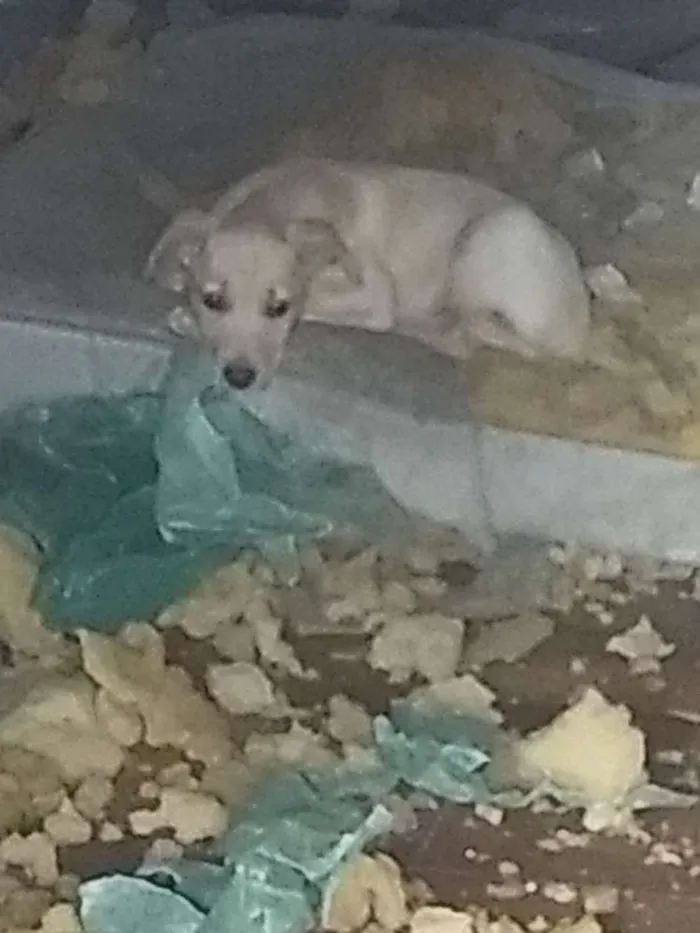 Cachorro ra a vira lata idade 2 a 6 meses nome Não Define 
