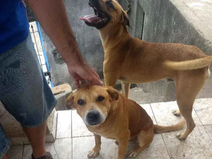 Cachorro ra a vira lata idade 2 a 6 meses nome Não Define 