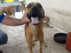Cachorro raça vira lata idade 2 a 6 meses nome Não Define 