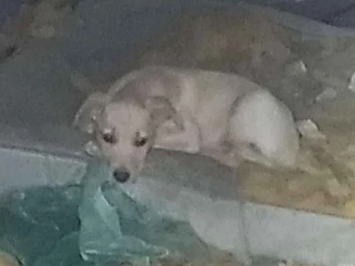 Cachorro ra a vira lata idade 2 a 6 meses nome Não Define 