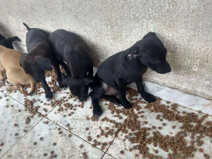 Cachorro ra a vira lata idade 2 a 6 meses nome Não Define 
