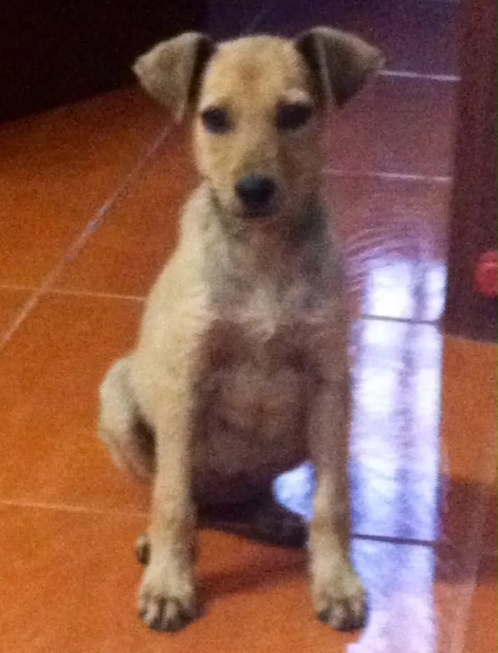 Cachorro ra a Indefinida idade 2 a 6 meses nome Não coloquei 