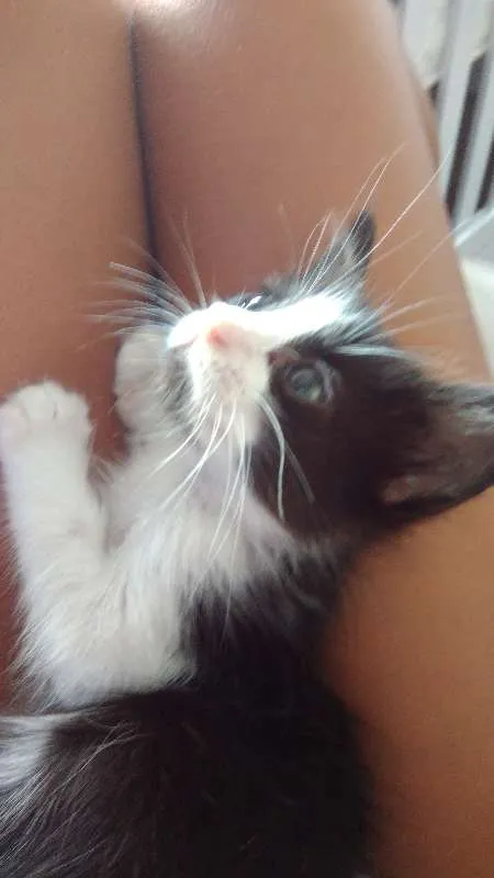 Gato ra a Não sei idade Abaixo de 2 meses nome Jinger 