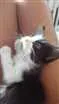 Gato raça Não sei idade Abaixo de 2 meses nome Jinger 