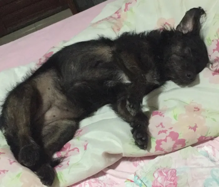 Cachorro ra a Vira lata idade 5 anos nome Pretinha 