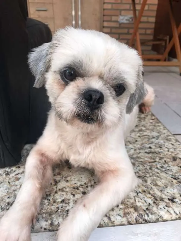 Cachorro ra a SHITZU idade 1 ano nome DUDU