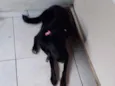 Cachorro raça SRD idade 5 anos nome Milly