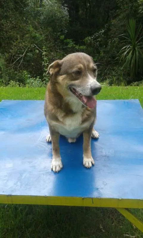 Cachorro ra a SRD idade 6 ou mais anos nome FREDERICO