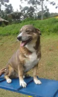 FREDERICO