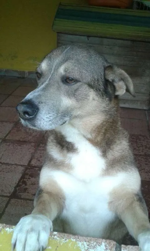 Cachorro ra a SRD idade 6 ou mais anos nome FREDERICO