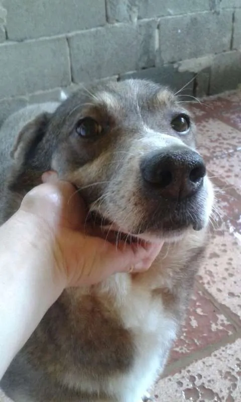 Cachorro ra a SRD idade 6 ou mais anos nome FREDERICO