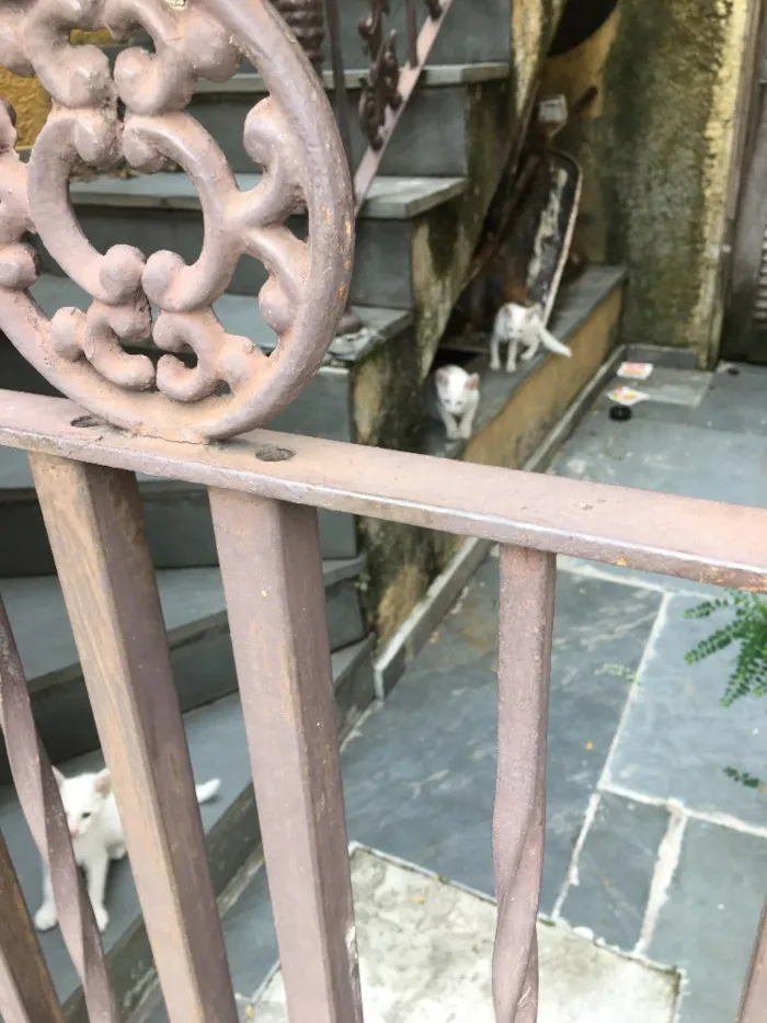 Gato ra a Não definida idade  nome Não tem 
