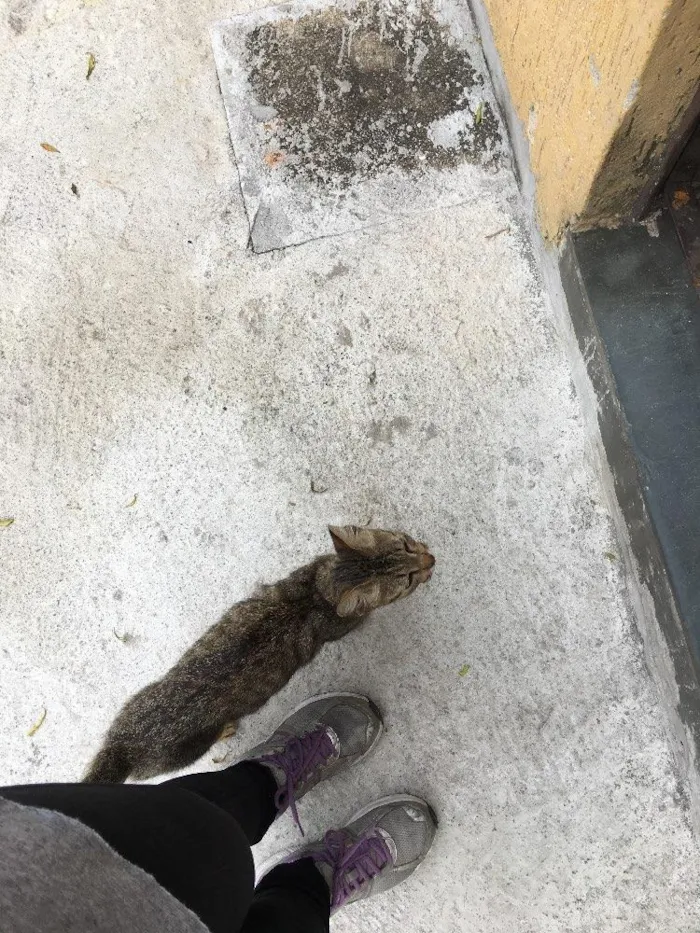 Gato ra a Não definida idade  nome Não tem 