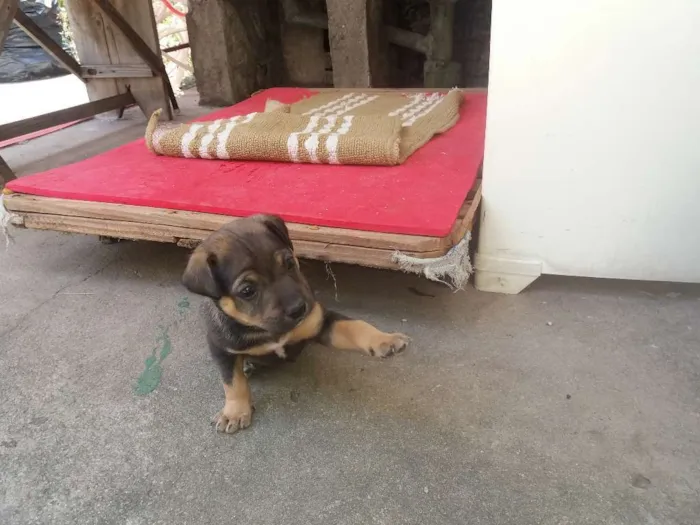 Cachorro ra a Srd idade Abaixo de 2 meses nome Moreno