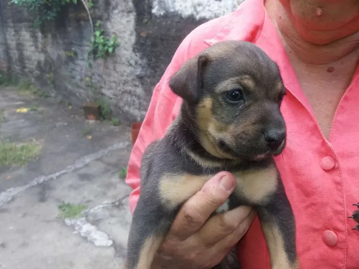Cachorro ra a Srd idade Abaixo de 2 meses nome Moreno