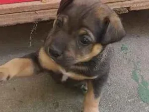 Cachorro raça Srd idade Abaixo de 2 meses nome Moreno