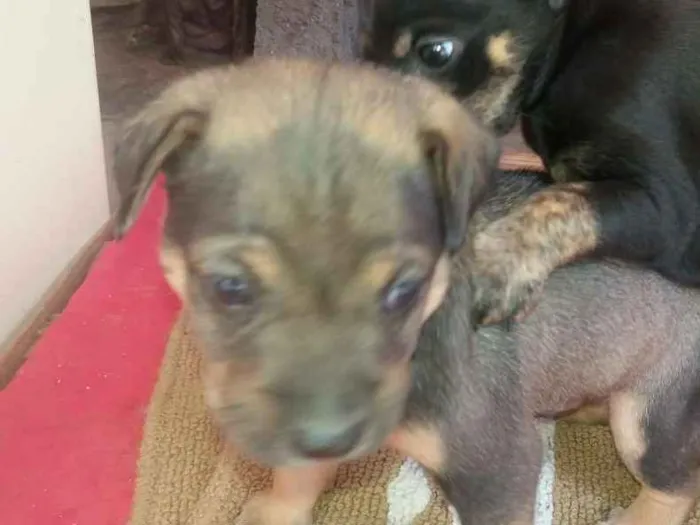 Cachorro ra a Srd idade Abaixo de 2 meses nome Moreno