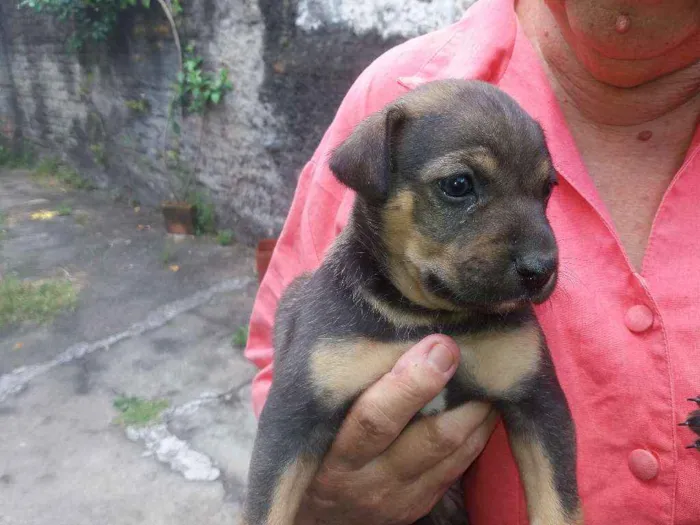 Cachorro ra a Srd idade Abaixo de 2 meses nome Moreno