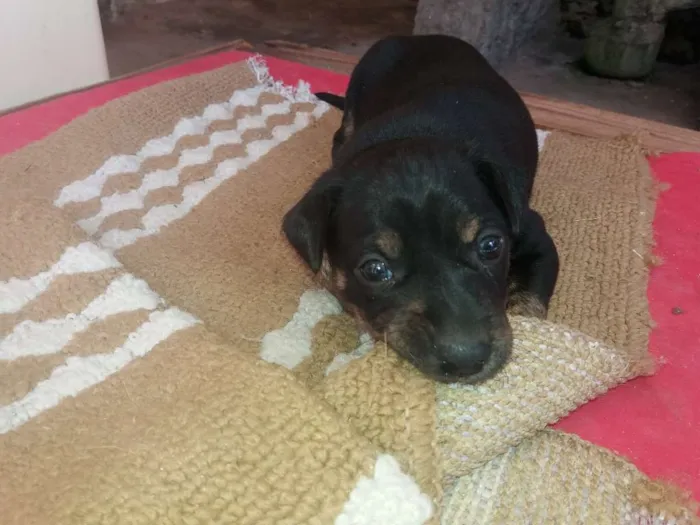 Cachorro ra a Srd idade Abaixo de 2 meses nome Preto