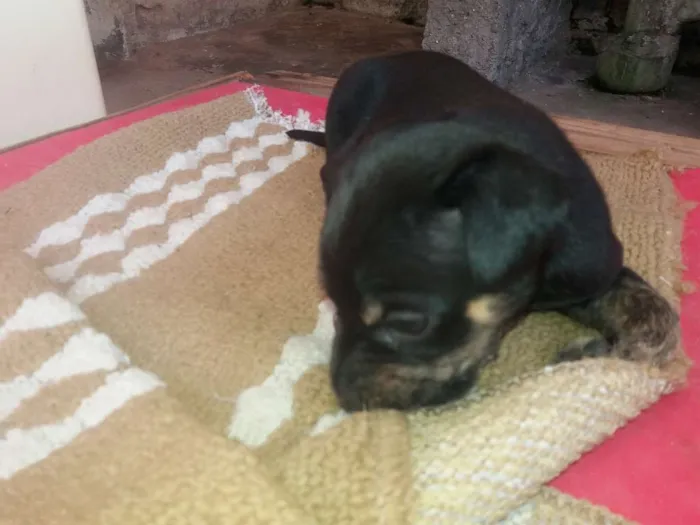 Cachorro ra a Srd idade Abaixo de 2 meses nome Preto