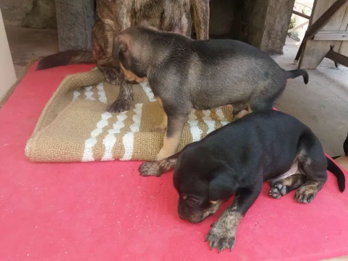Cachorro ra a Srd idade Abaixo de 2 meses nome Preto