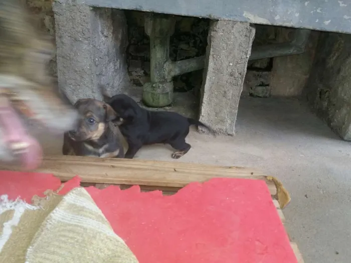 Cachorro ra a Srd idade Abaixo de 2 meses nome Preto
