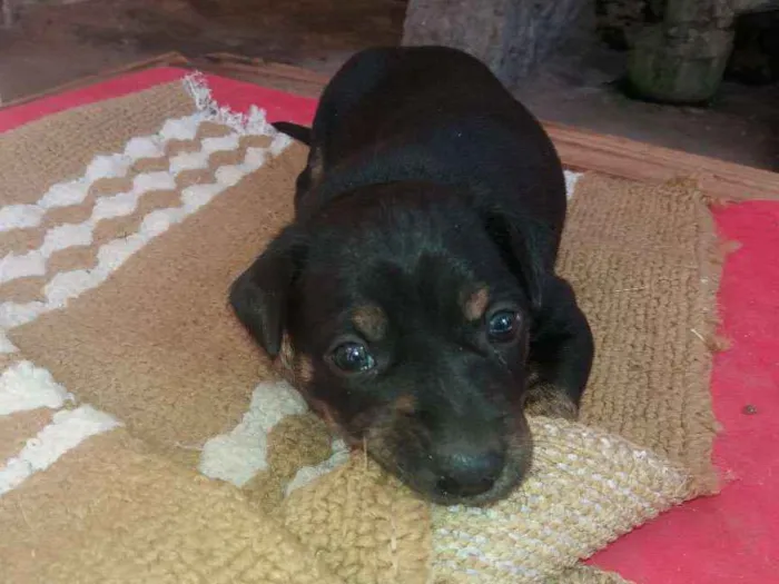 Cachorro ra a Srd idade Abaixo de 2 meses nome Preto