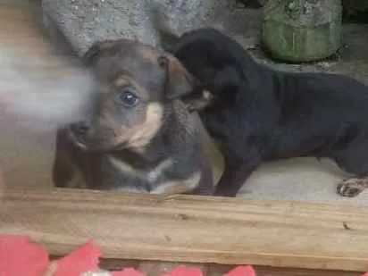 Cachorro ra a Srd idade Abaixo de 2 meses nome Preto
