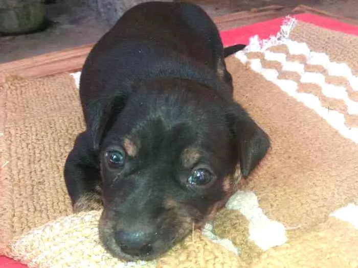 Cachorro ra a Srd idade Abaixo de 2 meses nome Preto