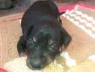 Cachorro raça Srd idade Abaixo de 2 meses nome Preto