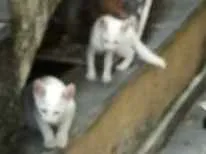 Gato ra a Não definida idade  nome Não tem 