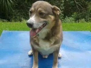 Cachorro raça SRD idade 6 ou mais anos nome FREDERICO