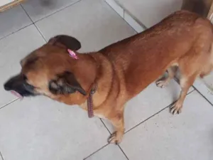 Cachorro raça SRD idade 5 anos nome Molly