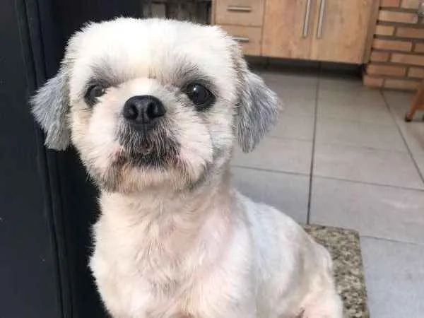 Cachorro ra a SHITZU idade 1 ano nome DUDU