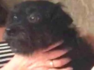 Cachorro raça Vira lata idade 5 anos nome Pretinha 