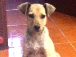 Cachorro raça Indefinida idade 2 a 6 meses nome Não coloquei 