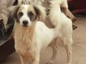 Cachorro raça Sem  idade Abaixo de 2 meses nome Luck