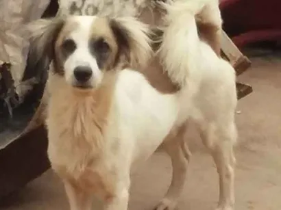 Cachorro raça Sem  idade Abaixo de 2 meses nome Luck