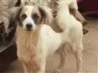 Cachorro raça Sem  idade Abaixo de 2 meses nome Luck