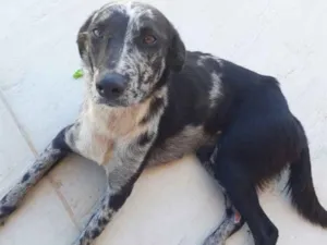 Cachorro raça SRD idade 3 anos nome Sem nome