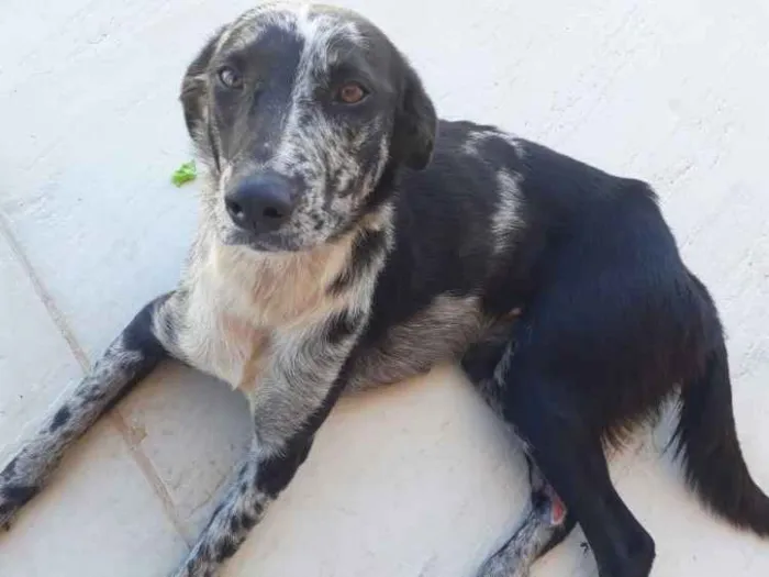Cachorro ra a SRD idade 3 anos nome Sem nome